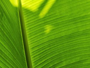 Preview wallpaper leaf, plant, green, shadow