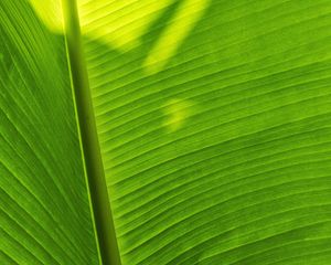 Preview wallpaper leaf, plant, green, shadow