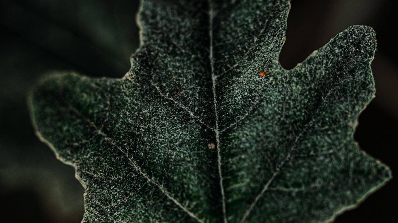 Wallpaper leaf, plant, green, macro