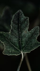 Preview wallpaper leaf, plant, green, macro