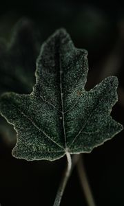 Preview wallpaper leaf, plant, green, macro