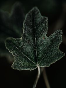 Preview wallpaper leaf, plant, green, macro