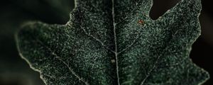Preview wallpaper leaf, plant, green, macro