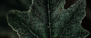 Preview wallpaper leaf, plant, green, macro