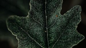 Preview wallpaper leaf, plant, green, macro