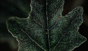 Preview wallpaper leaf, plant, green, macro