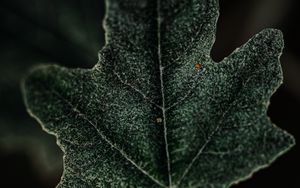 Preview wallpaper leaf, plant, green, macro