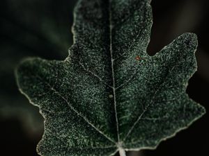 Preview wallpaper leaf, plant, green, macro