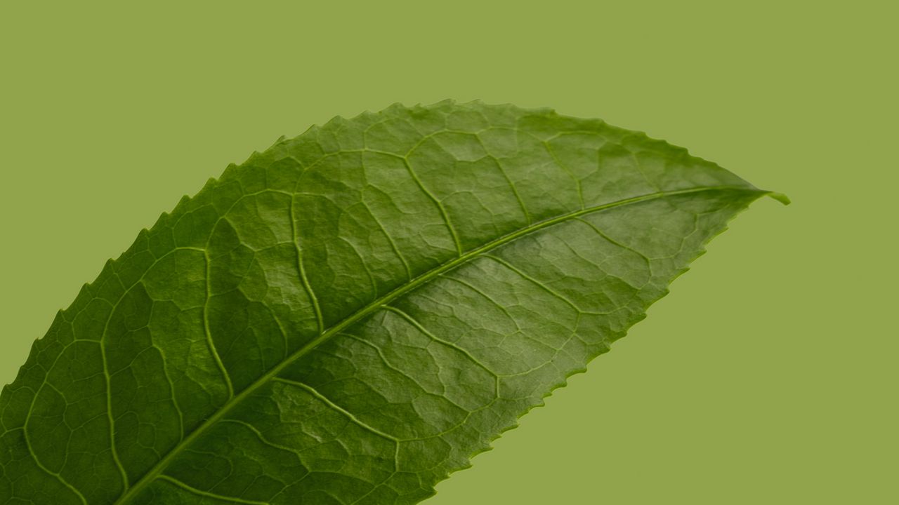 Wallpaper leaf, plant, green, macro, closeup