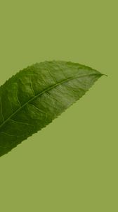 Preview wallpaper leaf, plant, green, macro, closeup