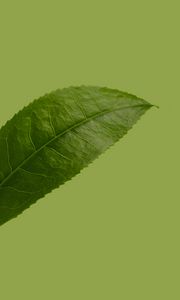 Preview wallpaper leaf, plant, green, macro, closeup
