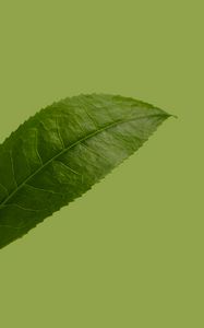 Preview wallpaper leaf, plant, green, macro, closeup