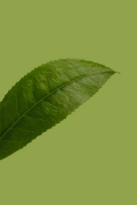 Preview wallpaper leaf, plant, green, macro, closeup
