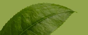 Preview wallpaper leaf, plant, green, macro, closeup