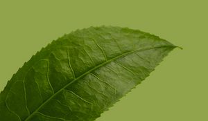 Preview wallpaper leaf, plant, green, macro, closeup