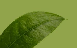Preview wallpaper leaf, plant, green, macro, closeup