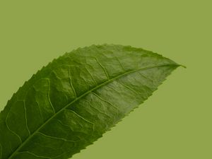 Preview wallpaper leaf, plant, green, macro, closeup