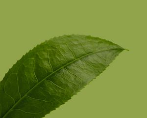 Preview wallpaper leaf, plant, green, macro, closeup