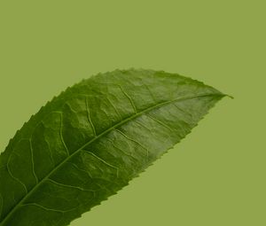 Preview wallpaper leaf, plant, green, macro, closeup