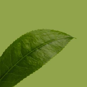 Preview wallpaper leaf, plant, green, macro, closeup