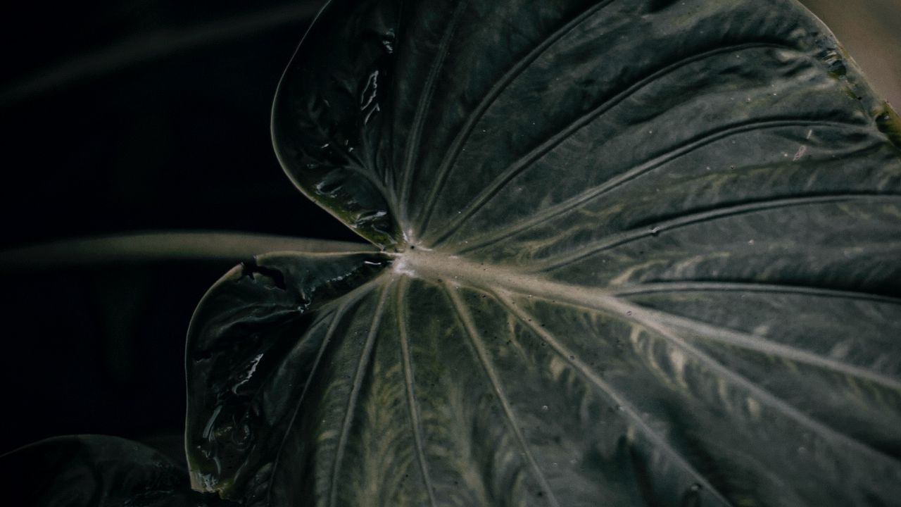 Wallpaper leaf, plant, green, closeup