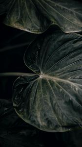 Preview wallpaper leaf, plant, green, closeup