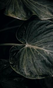 Preview wallpaper leaf, plant, green, closeup