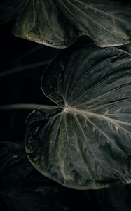 Preview wallpaper leaf, plant, green, closeup