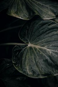 Preview wallpaper leaf, plant, green, closeup
