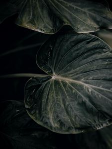 Preview wallpaper leaf, plant, green, closeup