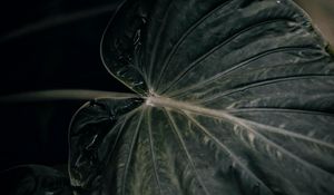 Preview wallpaper leaf, plant, green, closeup