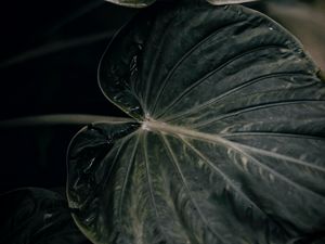 Preview wallpaper leaf, plant, green, closeup