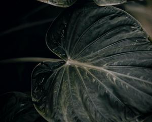 Preview wallpaper leaf, plant, green, closeup