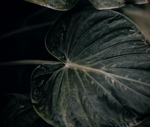 Preview wallpaper leaf, plant, green, closeup