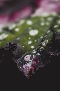 Preview wallpaper leaf, plant, macro, spots