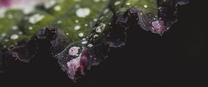 Preview wallpaper leaf, plant, macro, spots
