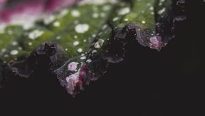 Preview wallpaper leaf, plant, macro, spots