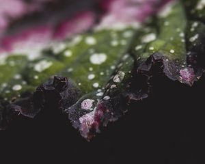 Preview wallpaper leaf, plant, macro, spots