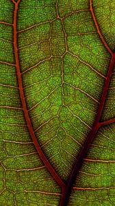 Preview wallpaper leaf, plant, macro