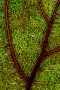 Preview wallpaper leaf, plant, macro