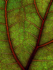 Preview wallpaper leaf, plant, macro