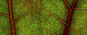 Preview wallpaper leaf, plant, macro