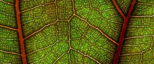 Preview wallpaper leaf, plant, macro