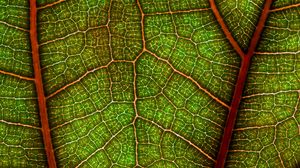 Preview wallpaper leaf, plant, macro