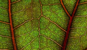 Preview wallpaper leaf, plant, macro