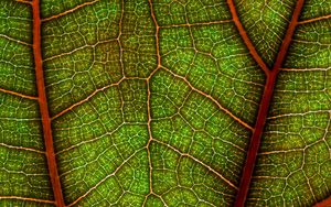 Preview wallpaper leaf, plant, macro