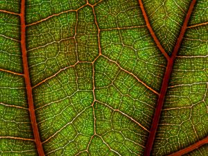 Preview wallpaper leaf, plant, macro
