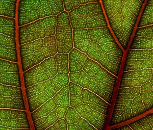 Preview wallpaper leaf, plant, macro