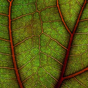 Preview wallpaper leaf, plant, macro