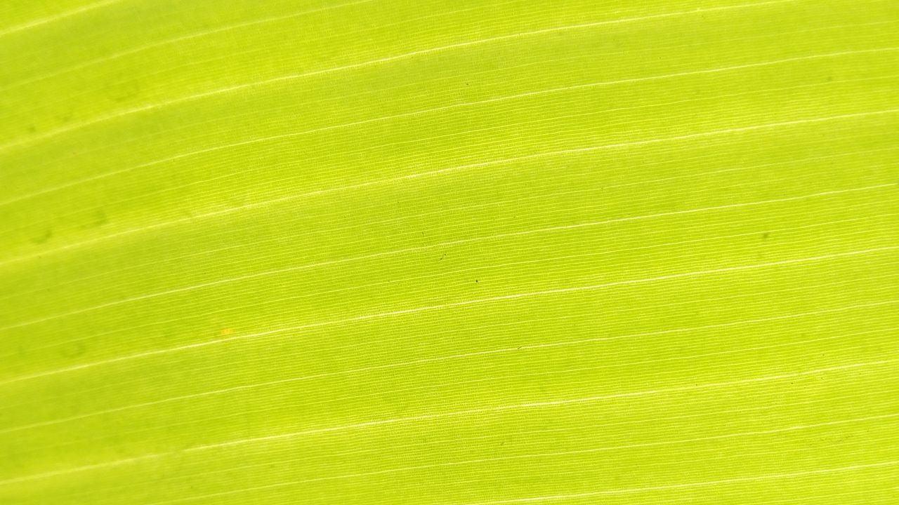 Wallpaper leaf, plant, macro, green